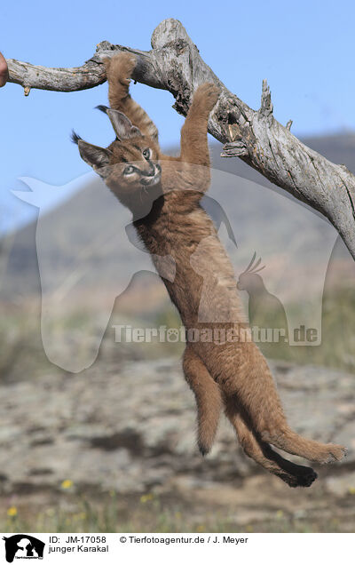 junger Karakal / young caracal / JM-17058