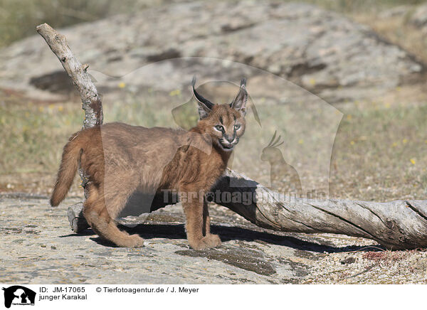 junger Karakal / young caracal / JM-17065