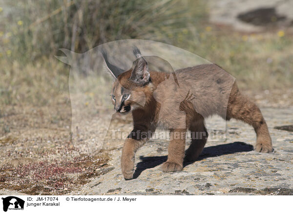 junger Karakal / JM-17074