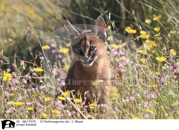 junger Karakal / young caracal / JM-17075