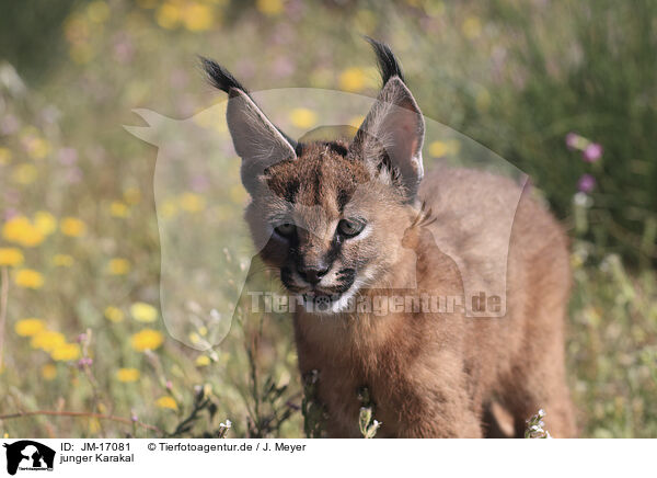 junger Karakal / young caracal / JM-17081