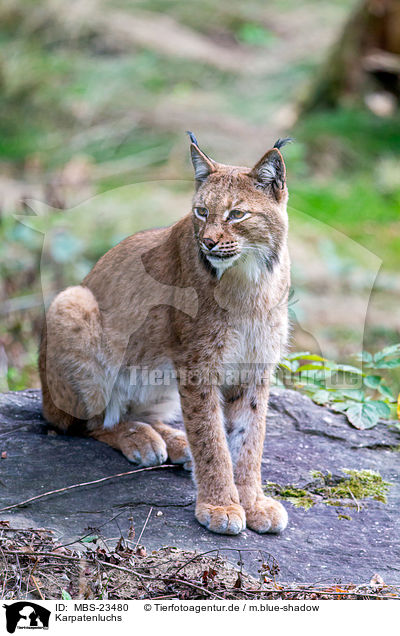 Karpatenluchs / Carpathian Lynx / MBS-23480