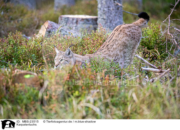 Karpatenluchs / Carpathian Lynx / MBS-23515