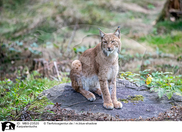 Karpatenluchs / Carpathian Lynx / MBS-23520
