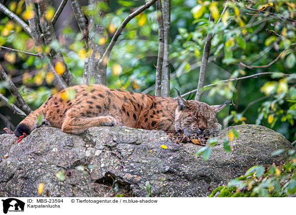 Karpatenluchs / Carpathian Lynx / MBS-23594