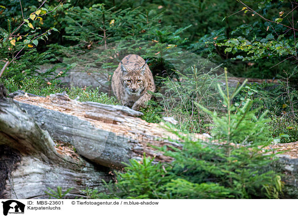 Karpatenluchs / Carpathian Lynx / MBS-23601
