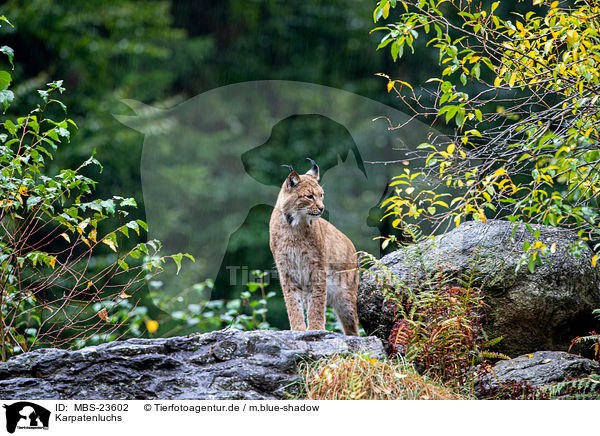 Karpatenluchs / Carpathian Lynx / MBS-23602