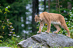 Karpatenluchs