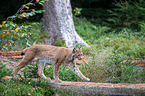 Karpatenluchs