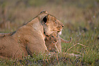 Katanga-Löwen