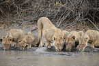 Katanga-Löwen