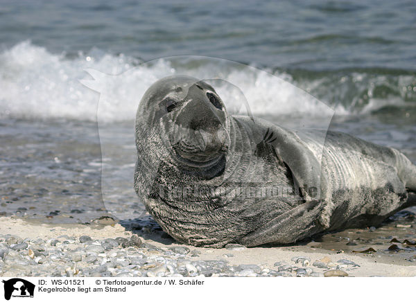 Kegelrobbe liegt am Strand / grey seal / WS-01521