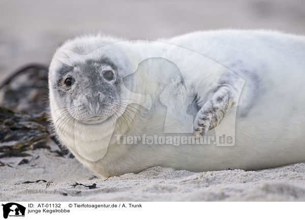 junge Kegelrobbe / young grey seal / AT-01132
