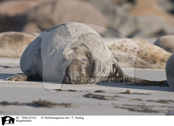 Kegelrobbe / THA-03121
