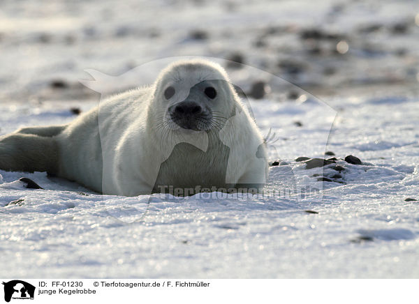 junge Kegelrobbe / young grey seal / FF-01230