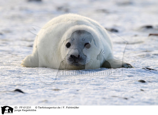 junge Kegelrobbe / young grey seal / FF-01231