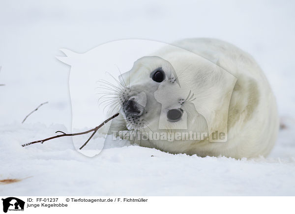 junge Kegelrobbe / young grey seal / FF-01237