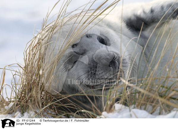 junge Kegelrobbe / young grey seal / FF-01244