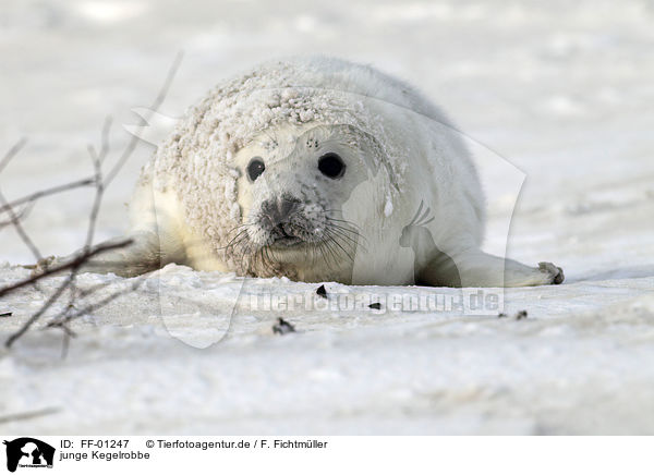 junge Kegelrobbe / young grey seal / FF-01247