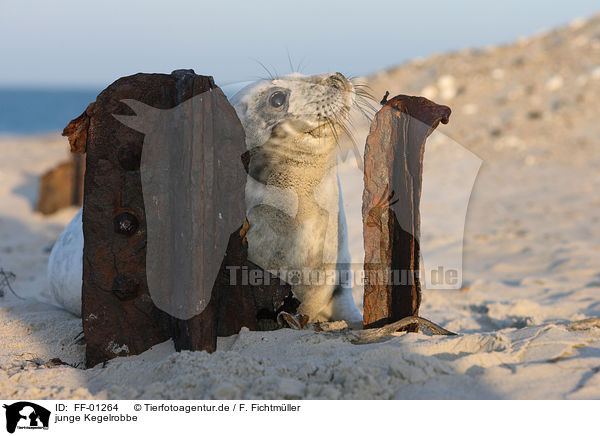 junge Kegelrobbe / young grey seal / FF-01264