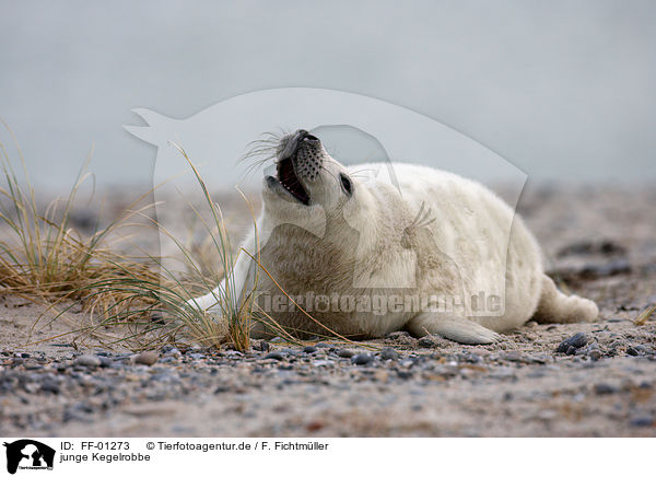 junge Kegelrobbe / young grey seal / FF-01273