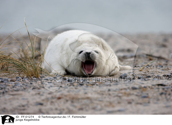 junge Kegelrobbe / young grey seal / FF-01274