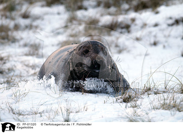 Kegelrobbe / FF-01320
