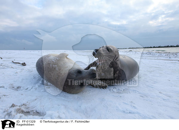 Kegelrobben / FF-01329