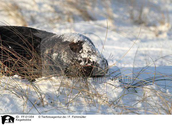 Kegelrobbe / grey seal / FF-01354