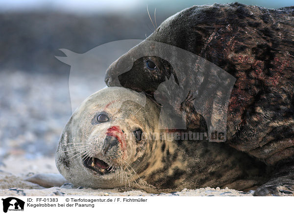 Kegelrobben bei der Paarung / pairing grey seals / FF-01383