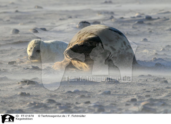 Kegelrobben / grey seals / FF-01878
