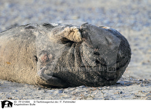 Kegelrobben Bulle / male grey seal / FF-01890
