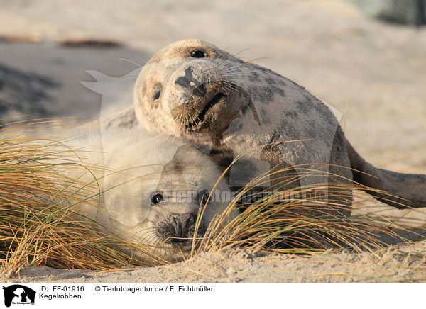 Kegelrobben / grey seals / FF-01916