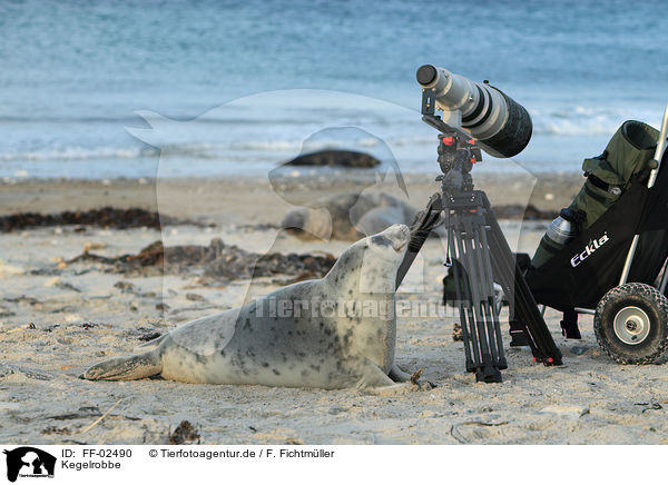 Kegelrobbe / grey seal / FF-02490