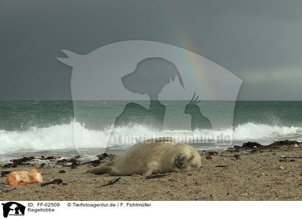Kegelrobbe / grey seal / FF-02509