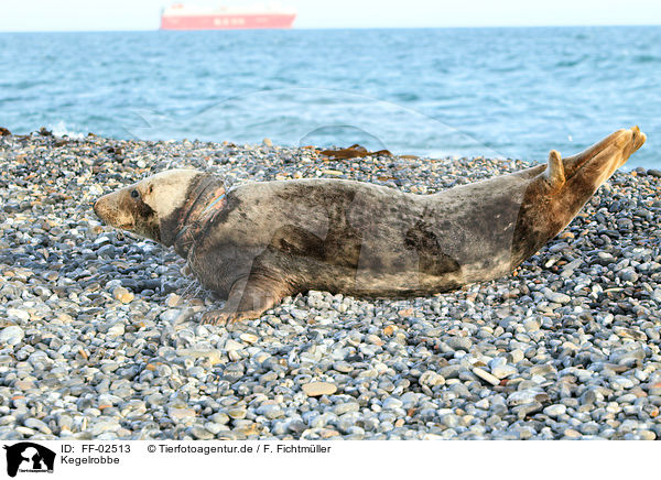 Kegelrobbe / grey seal / FF-02513