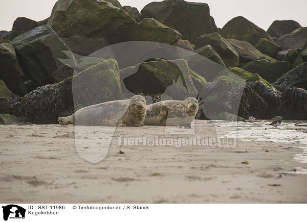 Kegelrobben / SST-11986
