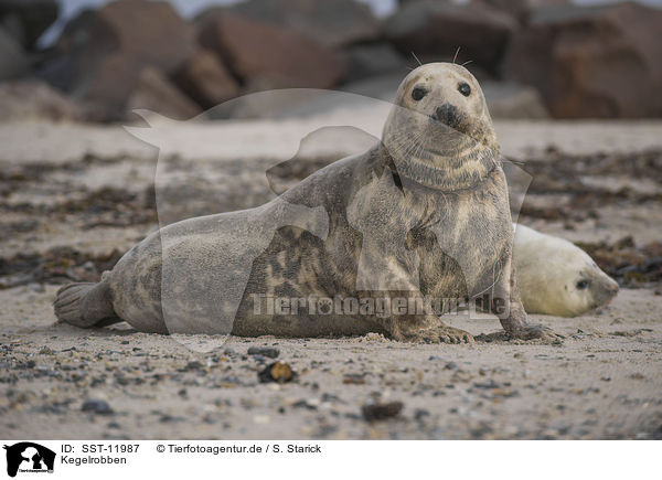 Kegelrobben / SST-11987