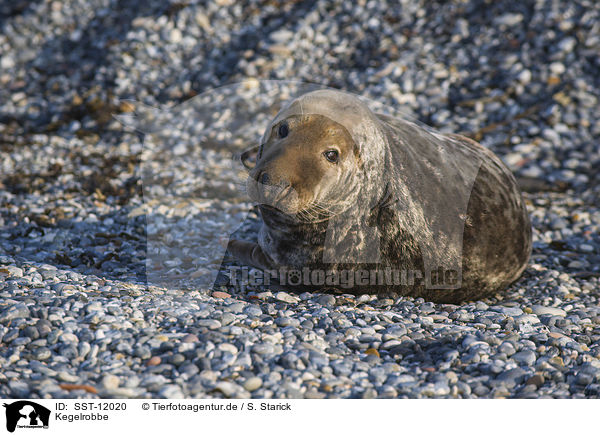 Kegelrobbe / grey seal / SST-12020