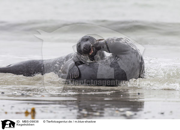 Kegelrobben / grey seals / MBS-09838