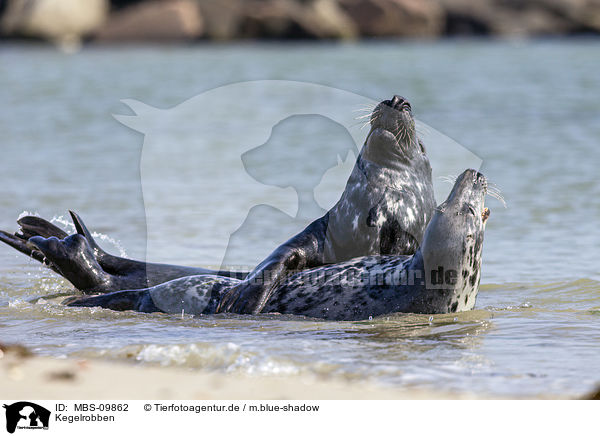 Kegelrobben / grey seals / MBS-09862