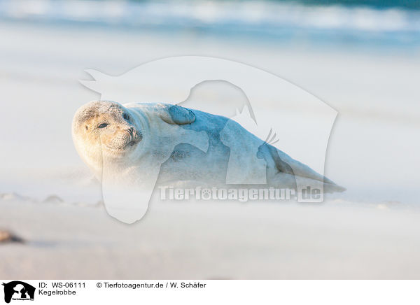 Kegelrobbe / grey seal / WS-06111