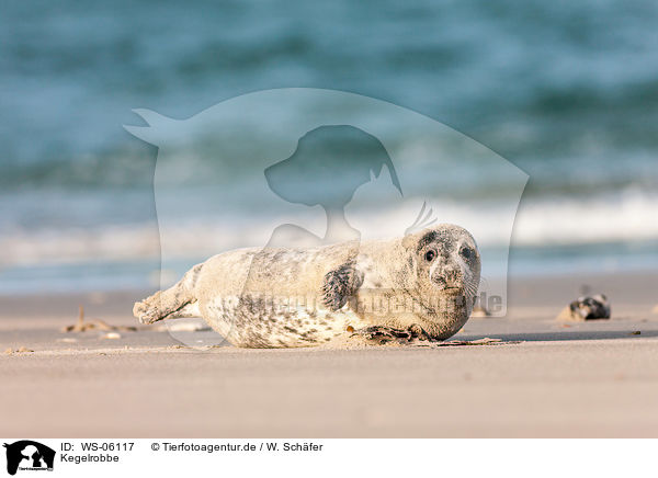 Kegelrobbe / grey seal / WS-06117