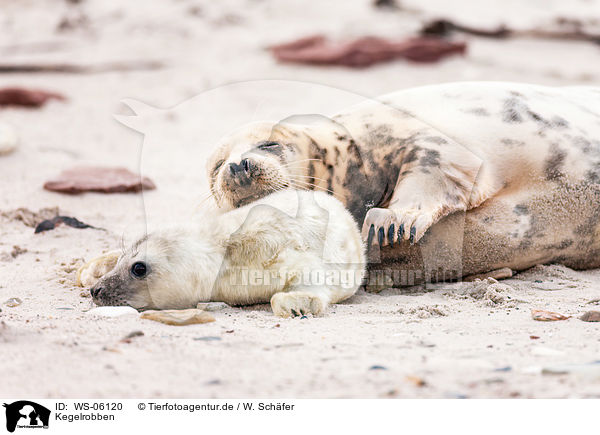 Kegelrobben / grey seals / WS-06120