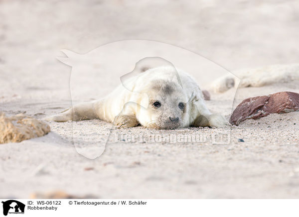Robbenbaby / young grey seal / WS-06122