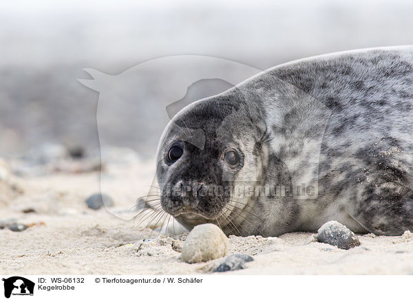 Kegelrobbe / grey seal / WS-06132
