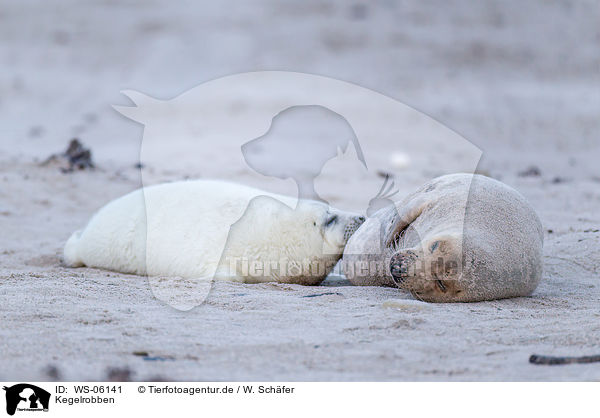 Kegelrobben / grey seals / WS-06141