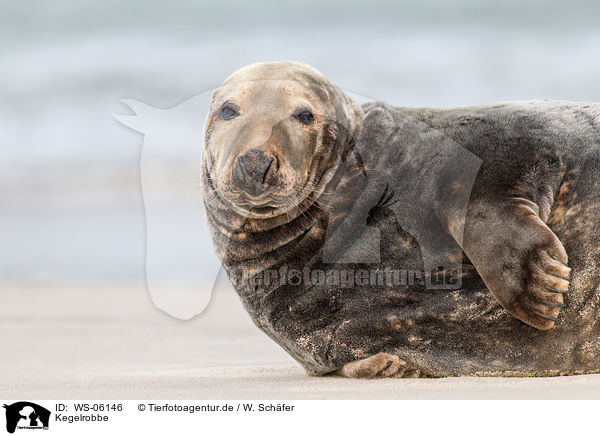 Kegelrobbe / grey seal / WS-06146