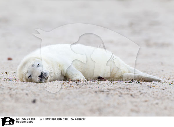 Robbenbaby / young grey seal / WS-06165