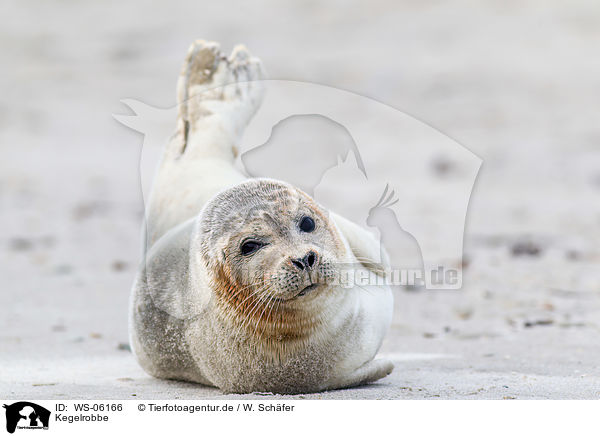 Kegelrobbe / grey seal / WS-06166
